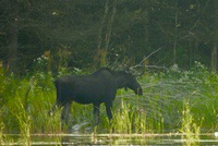 Moose4