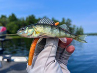 Perch