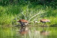 Sandhill_Cranes1