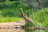 Sandhill_Cranes2