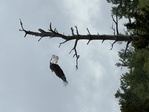 Bald_Eagle