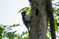 Downy_Woodpecker