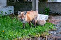 Fox1