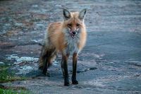 Fox2