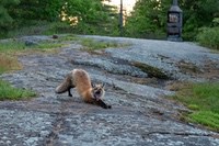 Fox3