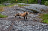 Fox4
