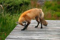 Fox5