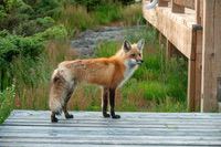 Fox6