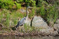 Heron