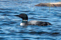 Loon1