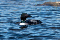 Loon2