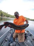 Buds_musky