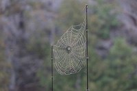 Cobweb