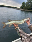 Dick_Bortz_musky2