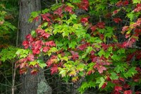 Fall_leaves1