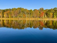 Fall_leaves2