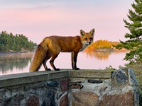 Fox1