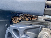 Hitchhiker