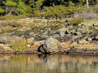 Ricks_favorite_rock