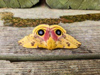 Io_Moth