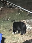 Bear2