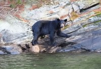 Bear3