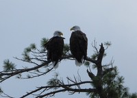Eagle2