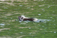 Porcupine1