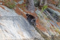 Porcupine3
