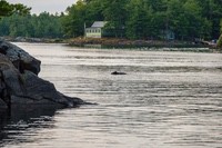 Swimming_bear