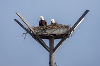 eagles
