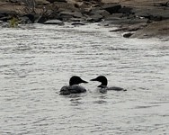 loons