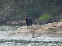 Bear1