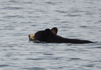 Bear2