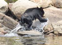 Bear3
