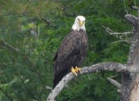 Clear_Bay_eagle