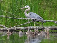Heron1