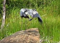 Heron2