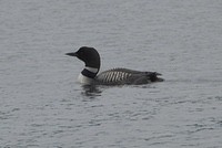 Loon