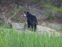 Pikey_Bay_bear