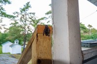 Bat1