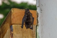 Bat2