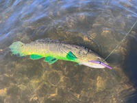 Bowfin