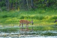 Deer1