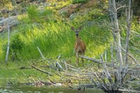Deer2