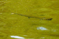 Gar