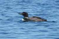Loon