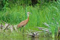 Sandhill_Crane