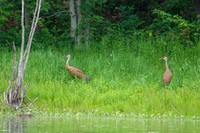 Sandhill_Cranes