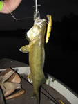 work_week_walleye1_fs